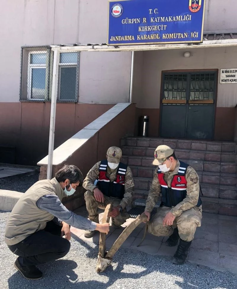 Araçlarında yaban keçisine ait boynuz trofesi bulunduran 4 kişiye toplam 69 bin 612 liralık ceza kesildi
