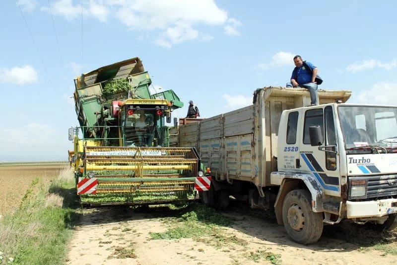 Bursa’da ıspanak hasadı başladı
