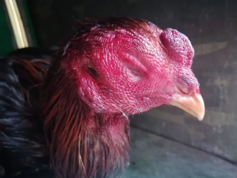 Horoz dövüştüren 6 kişiye para cezası
