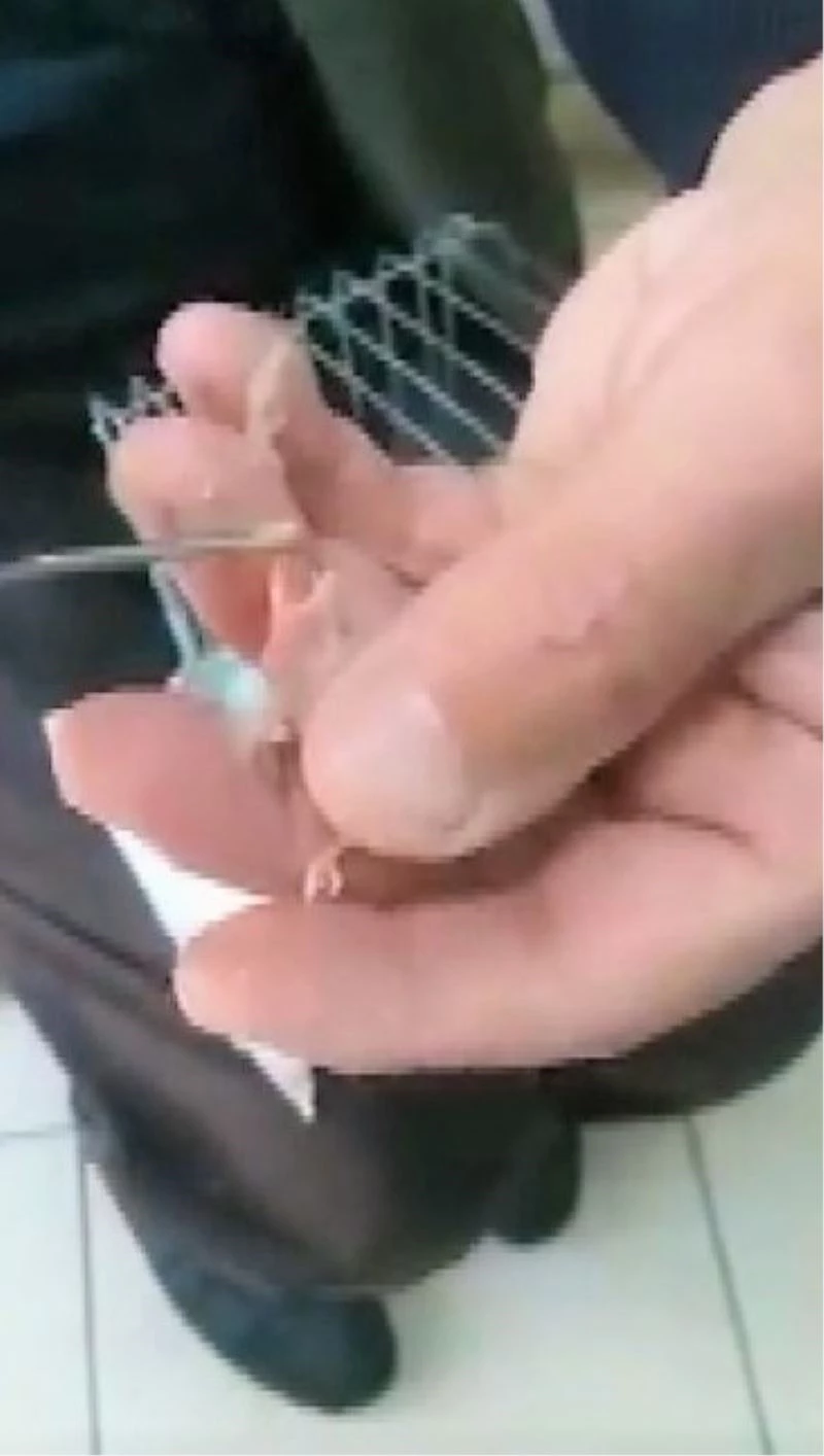 Yavru kuşları şırınga ile besliyor
