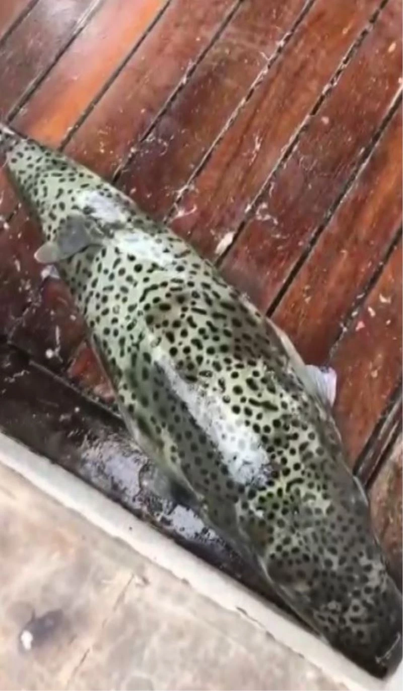 Dev balon balıkları oltaya takıldı
