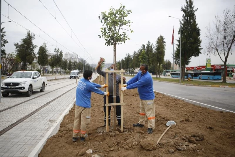 3. Etap Raylı Sistem güzergahı ağaçlandırılıyor
