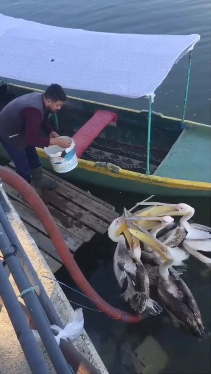Bursa’da bir balıkçı elleriyle pelikanları besledi
