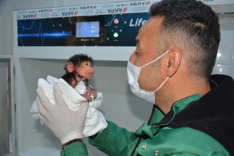 Annelerince reddedilen sevimli yavrular koruma altına alındı
