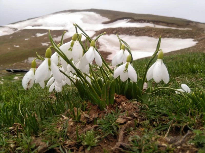 Baharın habercisi beyaz kardelenler çiçek açtı
