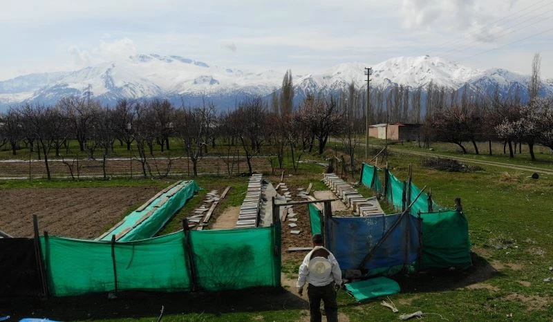(Özel) Erzincan’da kıştan çıkan bal arıları açan çiçeklerle buluştu
