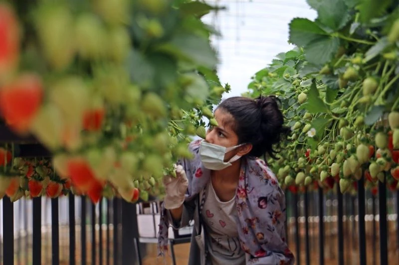 Topraksız çilek üretimiyle 4 kat fazla ürün aldı
