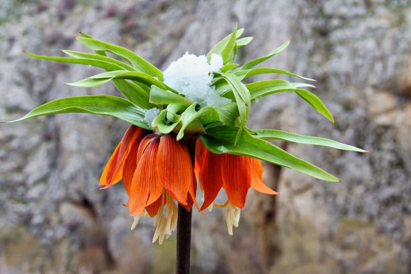 Hüzün çiçeği karlar altında kaldı

