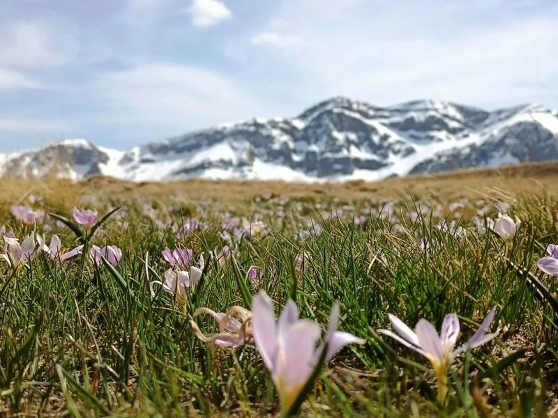 Kardelenlerin karlı dağlarla buluşması görsel şölen sunuyor
