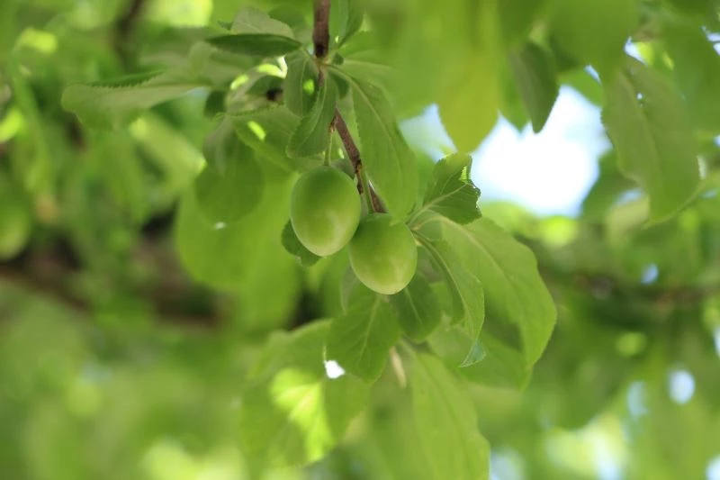Erkenci papaz eriği don kurbanı oldu
