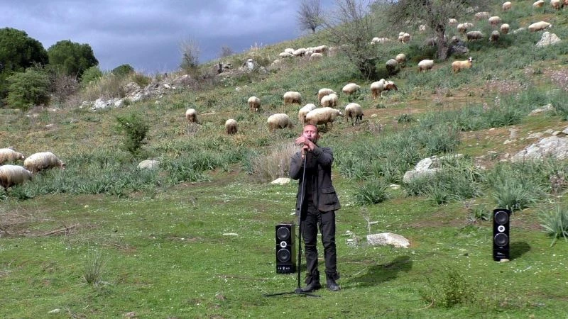 Koyunlarını konser vererek otlatıyor
