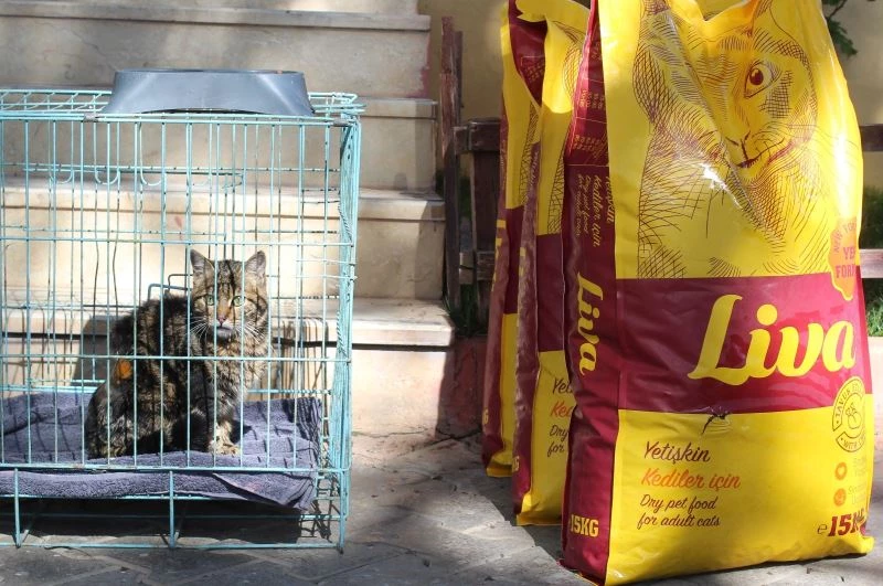 Zabıtadan kendisine ve kediye şiddet uygulayan şahsa ders gibi uzlaşma şartı
