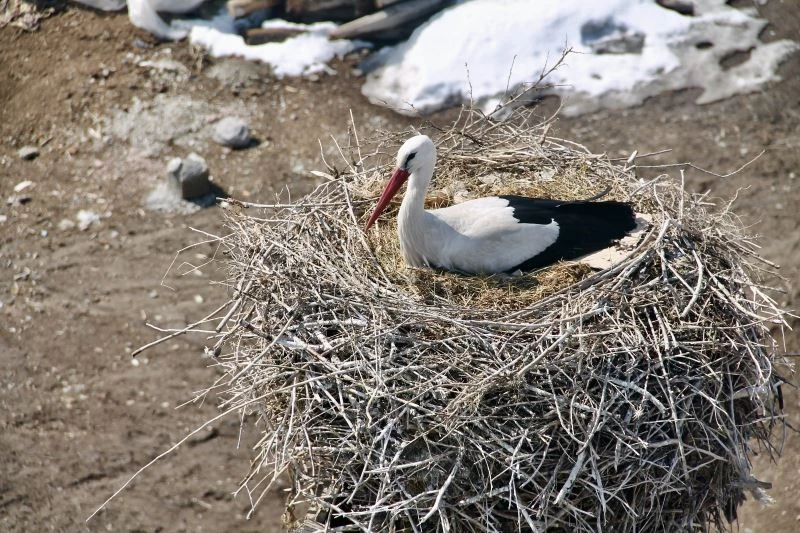 Ağrı’da baharın müjdeleyicisi leyleklerden gökyüzü dansı
