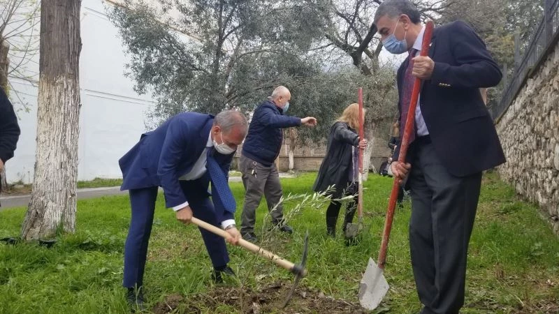Okul bahçesinde Yunus Emre Hatıra Zeytin Fidanlığı
