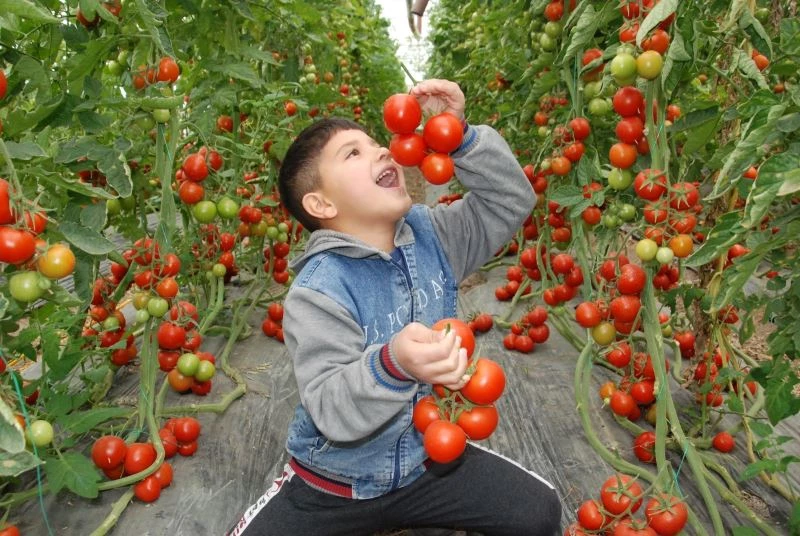 Silifke’de 30 bin ton örtü altı domates rekoltesi bekleniyor
