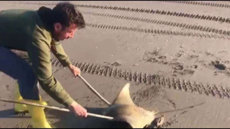 Adana’da sahilde mandabaş vatoz bulundu
