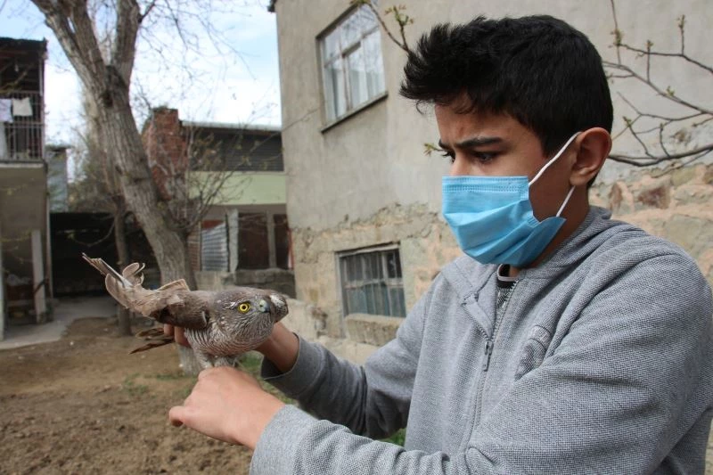 Yaralı atmacaya sahip çıktı, tedavi ettirip doğaya saldı
