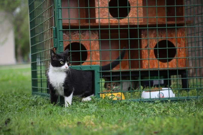 Seçim sandıkları kedi evi oldu
