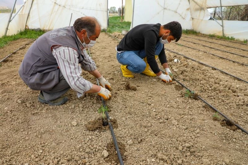 Gürpınar’da fideler toprakla buluştu

