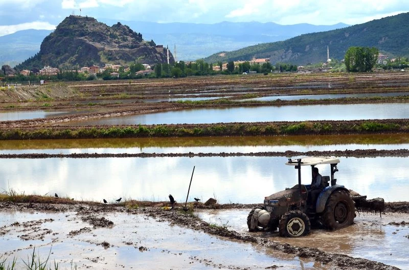 Osmancıklı çeltik üreticilerine ekim ruhsatı uyarısı
