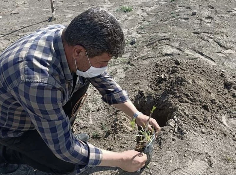 Erezyon sahasına Antep fıstığı fidanı dikildi
