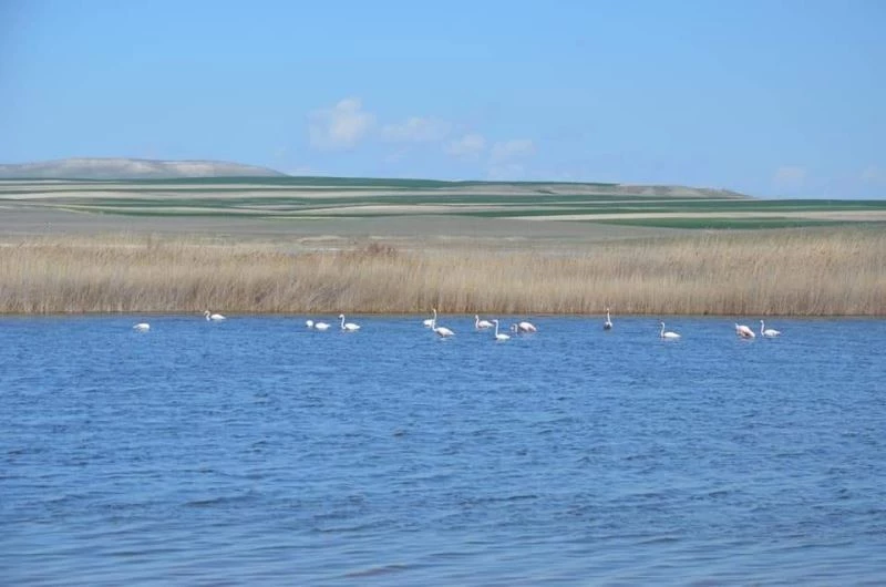 Eskişehir’de nesli tükenen kuşlar gözlendi
