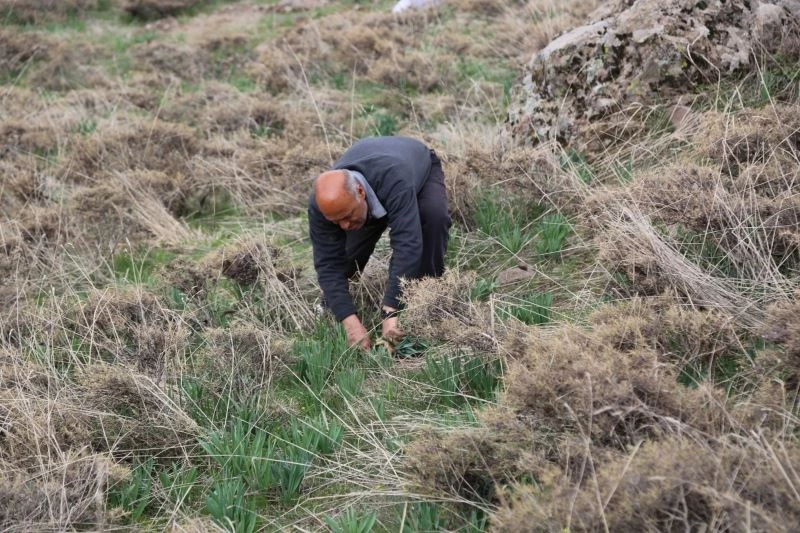 Bağışıklıktan, saç dökülmesine kadar etkili ’Gulik’in mesaisi başladı
