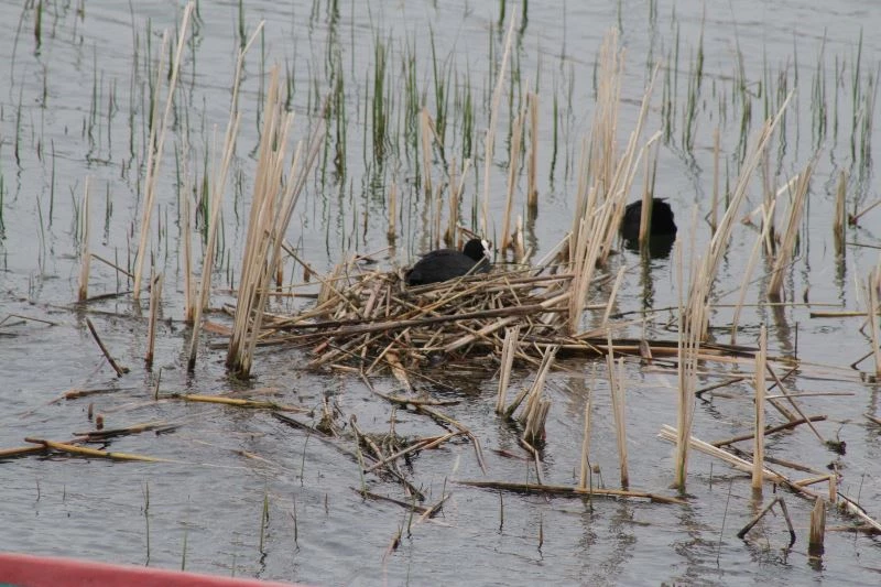 Beyşehir Gölü’nde sakar mekeler kuluçkaya yattı
