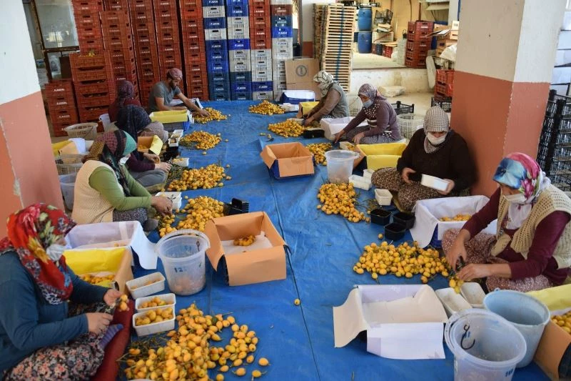 Pazar tezgahlarında kilogramı 5 TL’den satılıyor, sipariş yetişmiyor
