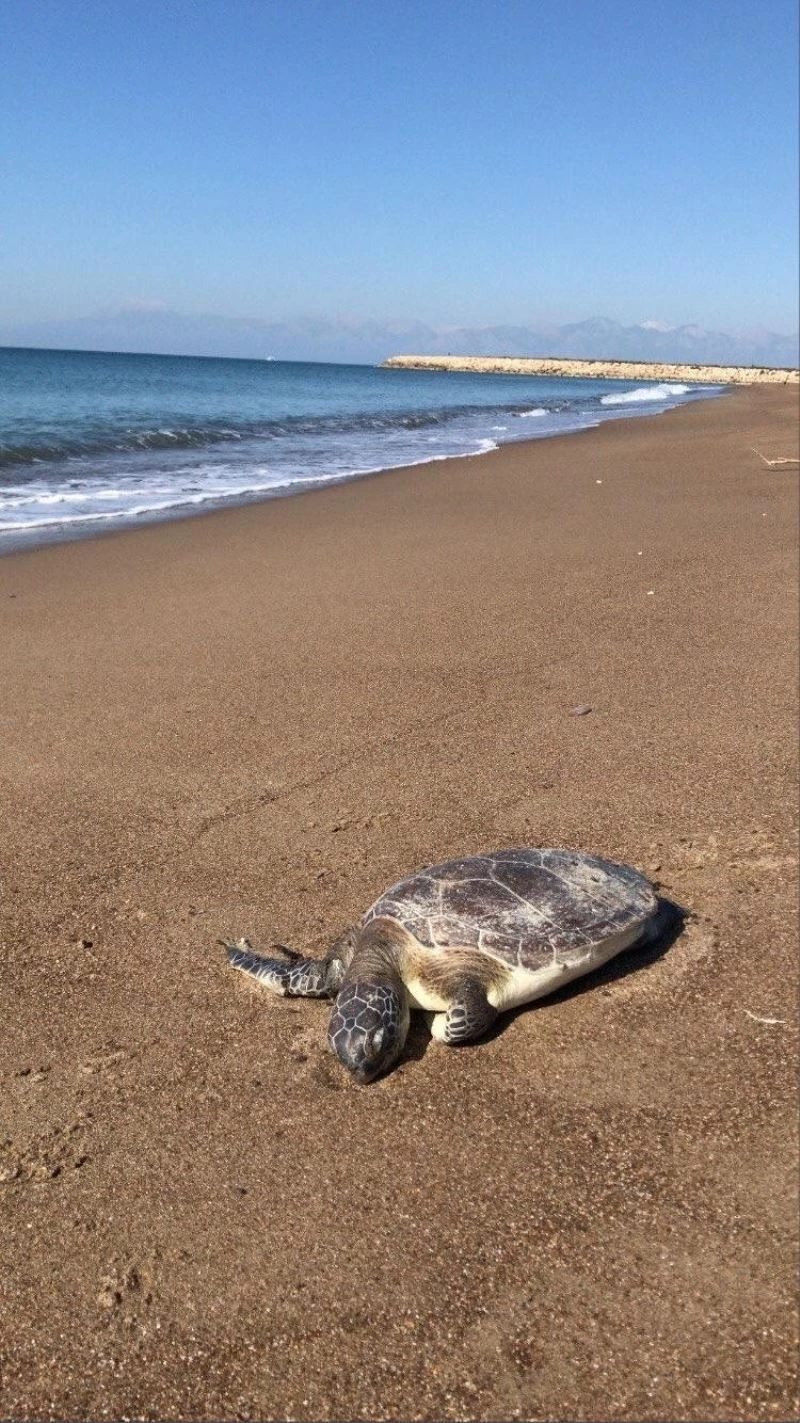 Antalya’da caretta caretta ölüsü sahile vurdu
