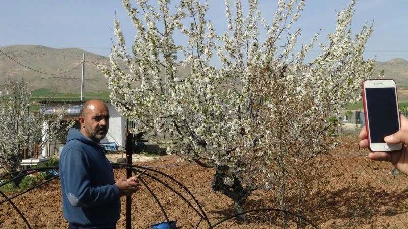 Gercüş’te çiçek açan kiraz bahçeleri gelinliği andırdı

