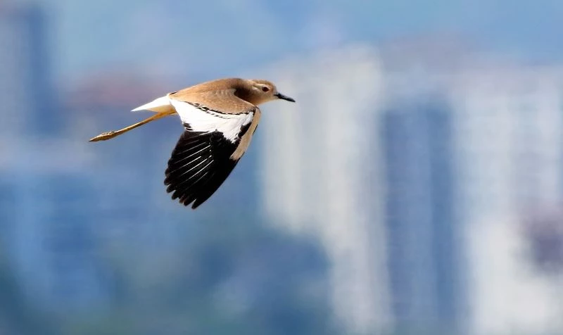 Trabzon’da ilk kez fotoğraflandı
