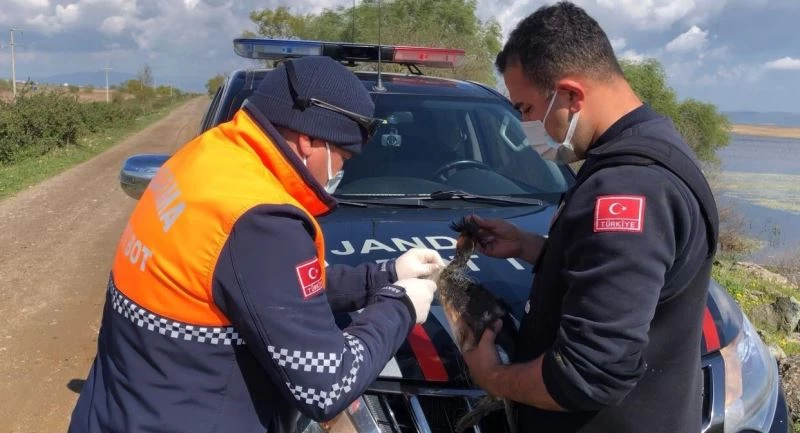Bursa’da ağlara takılan kuş kurtarıldı
