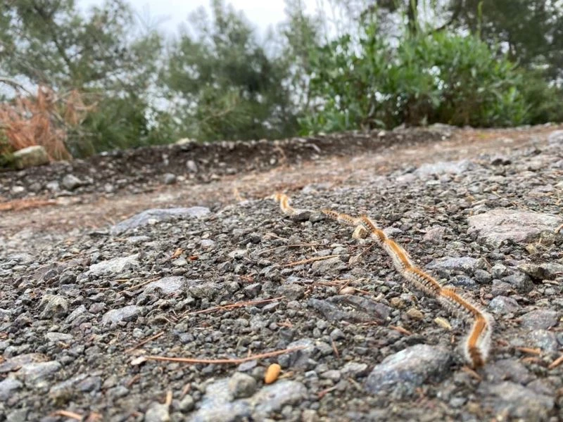Hatay’da çam kese böceğinin kelebeğe dönüşme yolculuğu başladı