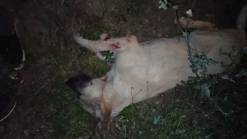 Köpeği acımasızca öldürmüşler
