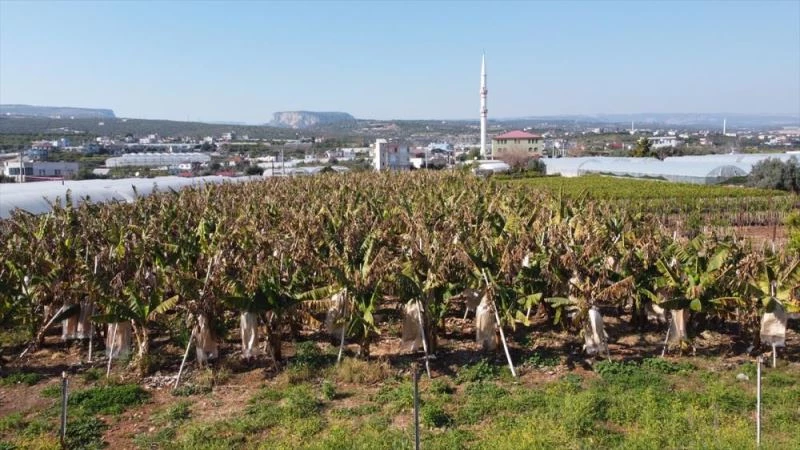 Ar-Ge çalışmalarıyla yerli muzda üretim de tüketim de artıyor