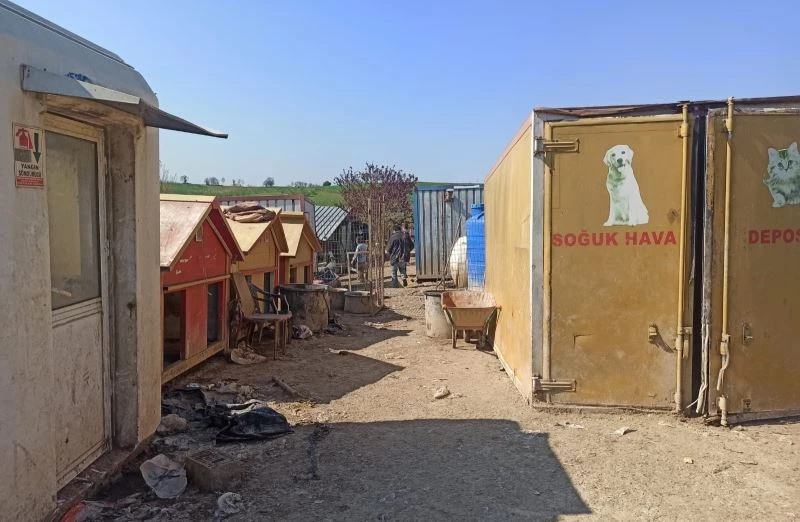 Kötü şartlarda bakılan sokak hayvanları operasyonla kurtarıldı
