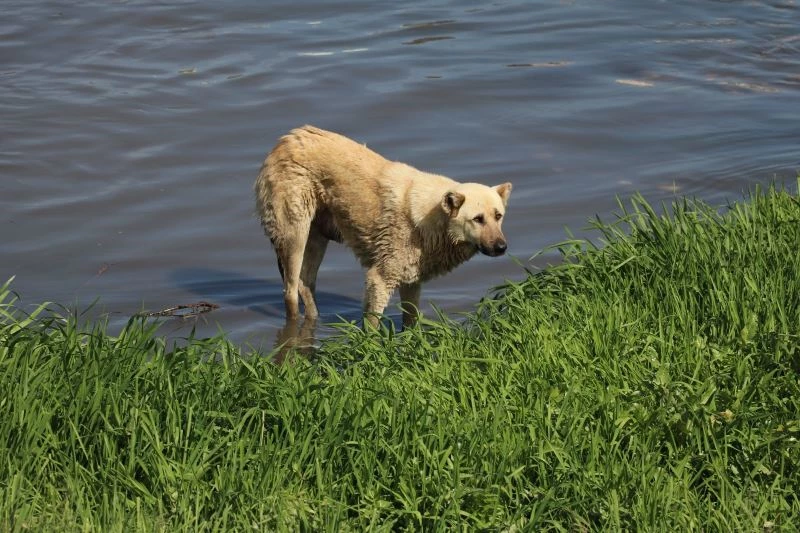 Amasya’da ırmağa düşen köpeği itfaiye kurtardı
