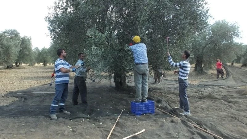 Burhaniye’de nisan yağmurları zeytincileri sevindirdi
