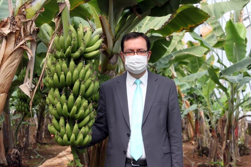 Türkiye´nin muz üretimi Ar-Ge ile katlanarak artıyor
