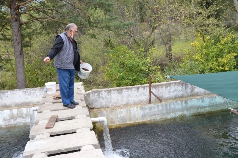 Yavru alabalıklar ilgi görüyor
