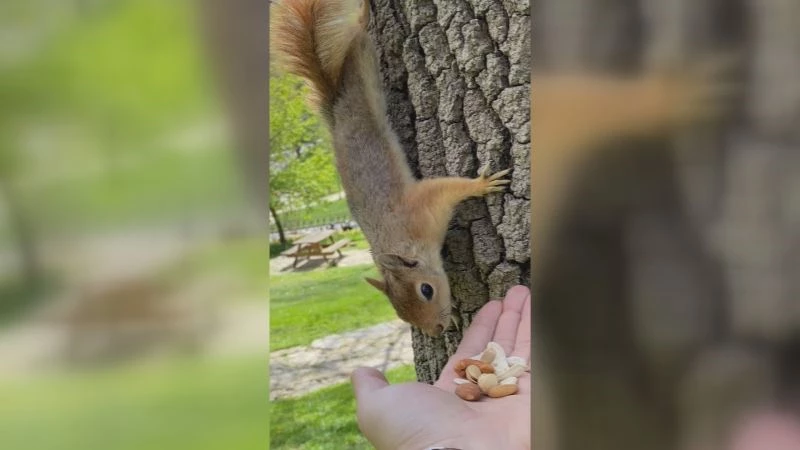 (ÖZEL) Emirgan Korusu’nda sincapları elleriyle besledi
