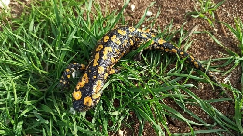 Baharla birlikte Benekli Semenderler çıkmaya başladı
