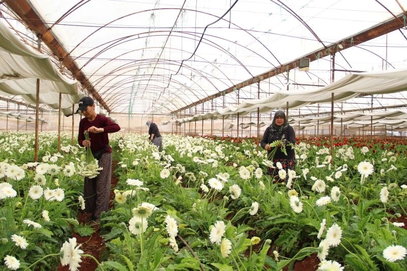 Sabahın ilk ışıklarıyla girdikleri seralarda gece gündüz üretmeye devam ediyorlar
