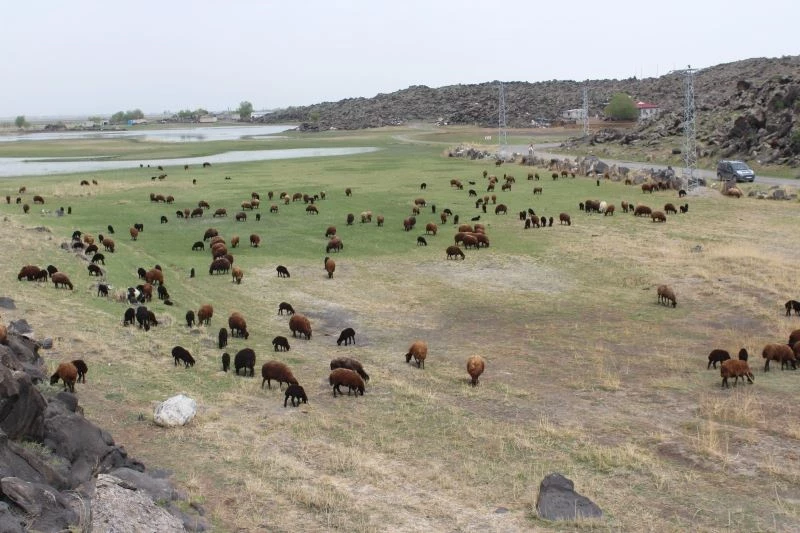 Iğdırlı besicilerin ilkbahar mesaisi başladı

