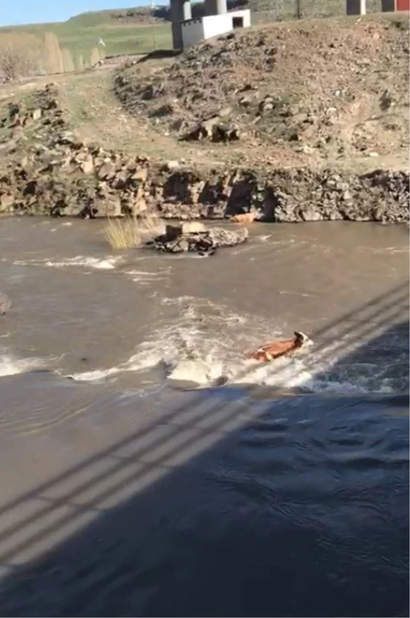Kars’ta hayvanların azgın sularda sürüklenmesi kameralara yansıdı
