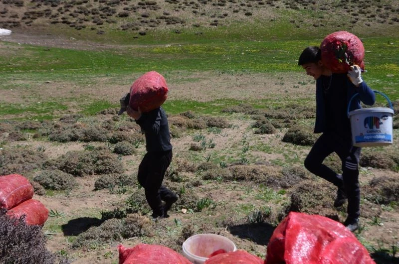 Muş’tan batı illerine tır ve kamyonlarla çiriş sevkiyatı
