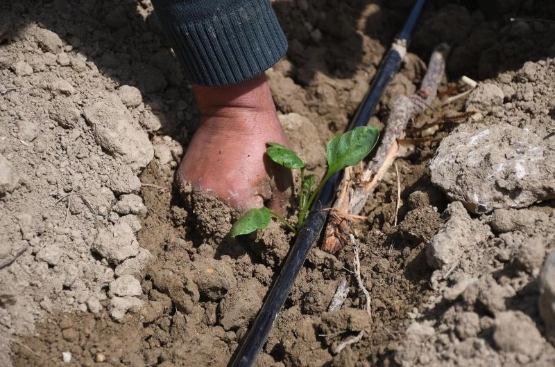 Ata tohumlarının fideleri Adabahçe’nin bereketli toprağıyla buluştu
