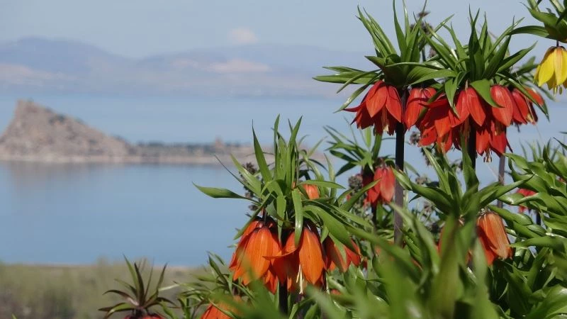 Van Gölü’ne karşı açan ters laleler mest ediyor
