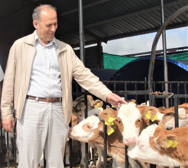 Giresun’da 9 bin 170  buzağı yetiştiricisine 14 milyon liralık destek
